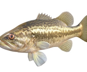 Largemouth Bass fish