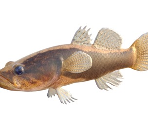 Largescale Spinycheek Sleeper fish
