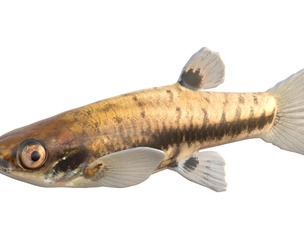 Least Killifish