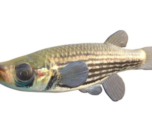 Lined Topminnow fish