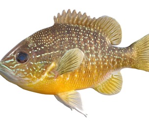 Longear Sunfish