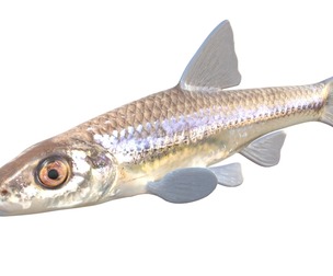 Longjaw Minnow fish