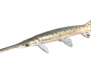 Longnose Gar fish