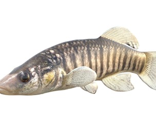 Longnose Killifish