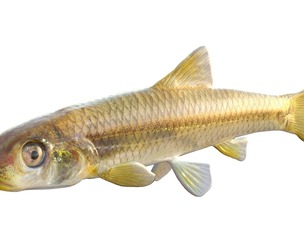 Longnose Shiner fish