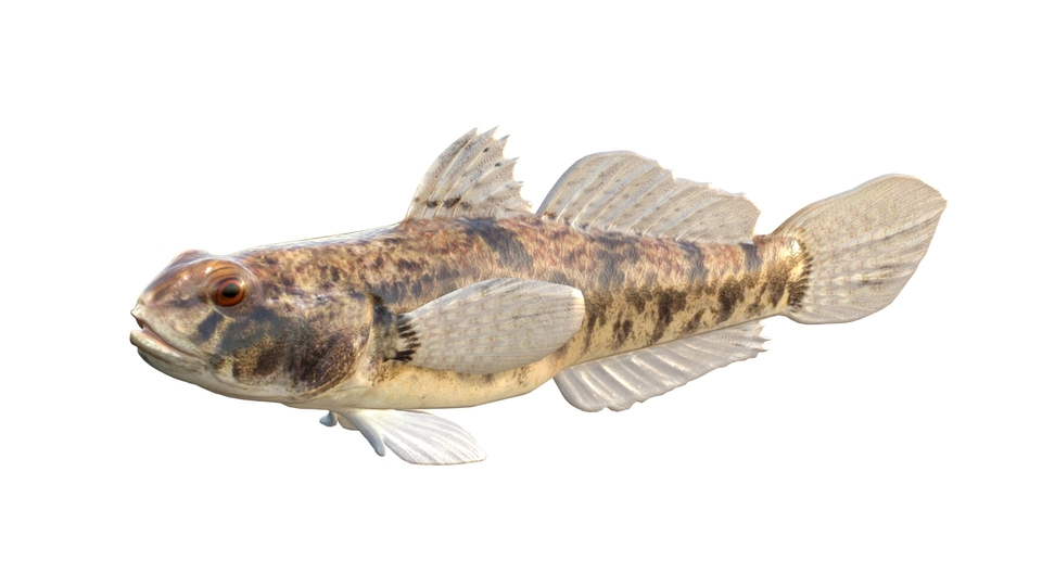 Lyre Goby fish