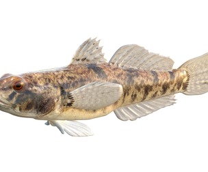 Lyre Goby fish