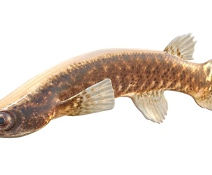 Mangrove Rivulus fish
