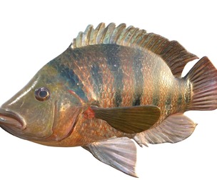 Mayan Cichlid fish