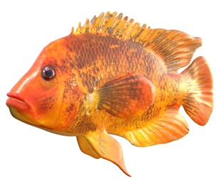 Midas Cichlid fish