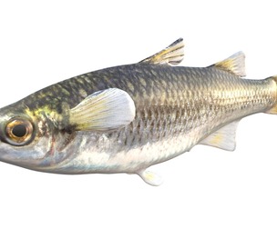 Mountain Mullet fish