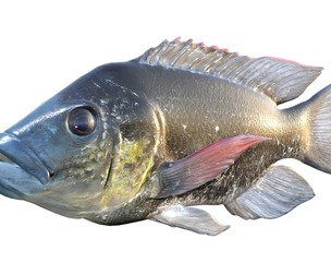 Mozambique Tilapia fish