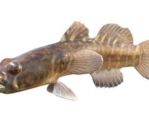 Naked goby fish