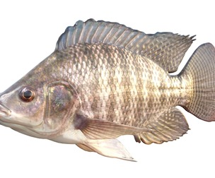 Nile Tilapia fish