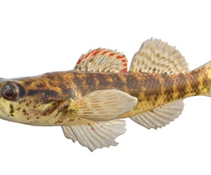 Okaloosa Darter fish
