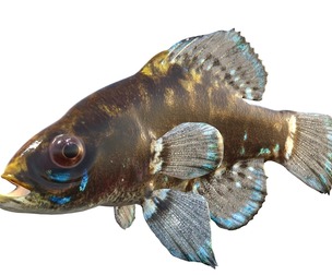 Okefenokee Pygmy Sunfish