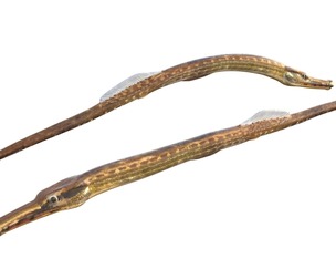 Opossum Pipefish