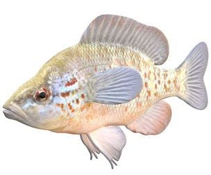 Orangespotted Sunfish