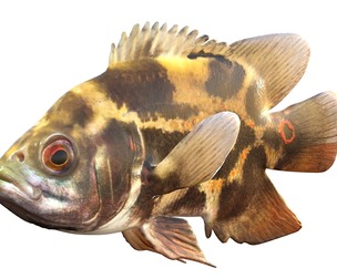 Oscar fish