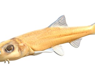Pallid Chub fish