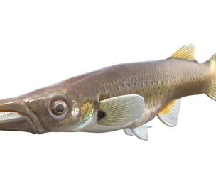 Pike Killifish
