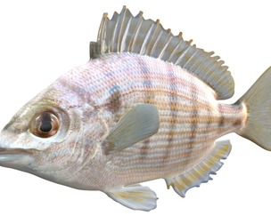 Pinfish