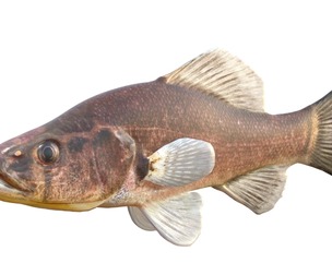 Pirate Perch fish