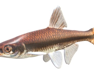 Pugnose Minnow fish