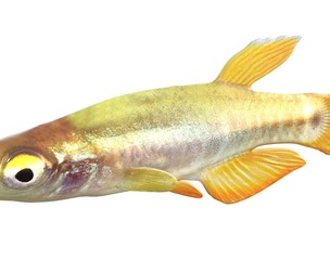 Pygmy Killifish
