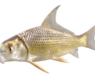Quillback fish