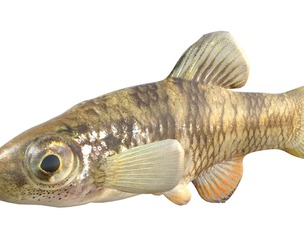 Rainwater Killifish
