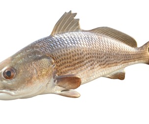 Red Drum fish