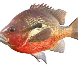 Redbreast Sunfish