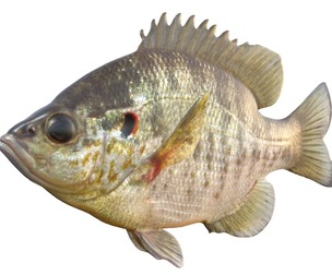 Redear Sunfish