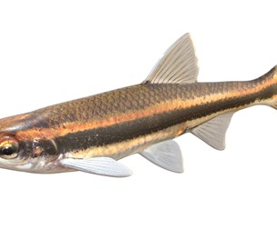 Redeye Chub fish