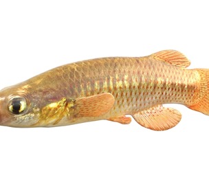 Redface Topminnow fish