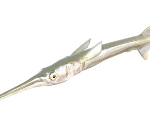 Redfin Needlefish