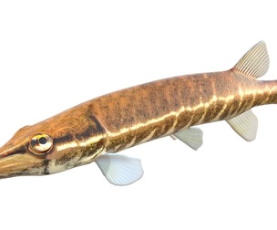 Redfin Pickerel fish