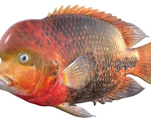 Redhead Cichlid fish