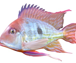 Redstriped Eartheater fish