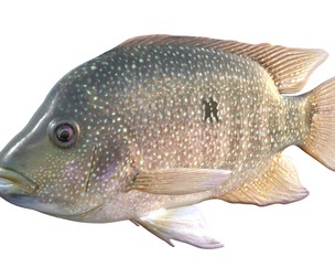 Rio Grande Cichlid fish