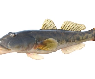 River Goby fish