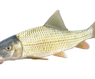 River Redhorse fish