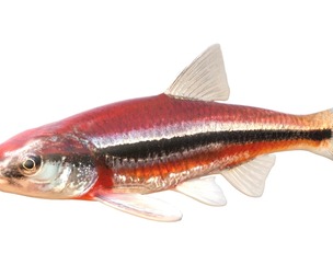 Rough Shiner fish