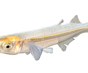 Rough Silverside fish