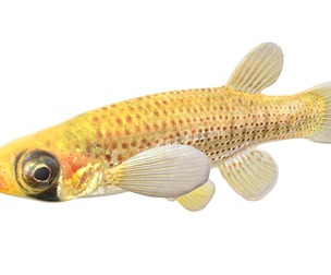 Russetfin Topminnow fish