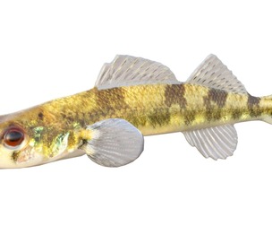 Saddleback Darter fish