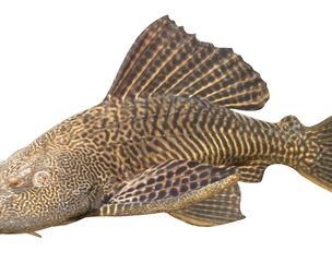 Sailfin Catfishes fish