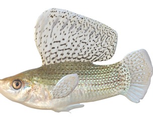 Sailfin Molly fish