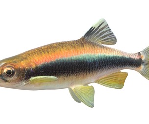 Sailfin Shiner fish